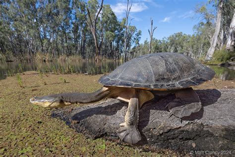 Broad Shelled Turtle Chelodina Expansa Gunbower Creek V Flickr