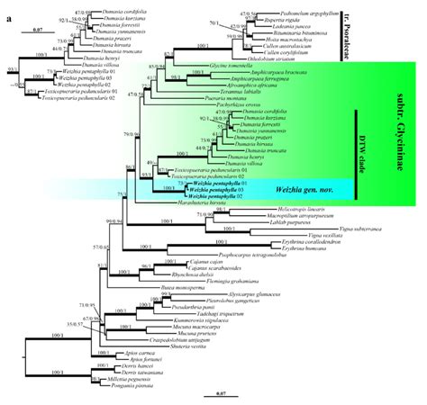 The Maximum Likelihood Phylogenetic Tree Of The New Monotypic Genus