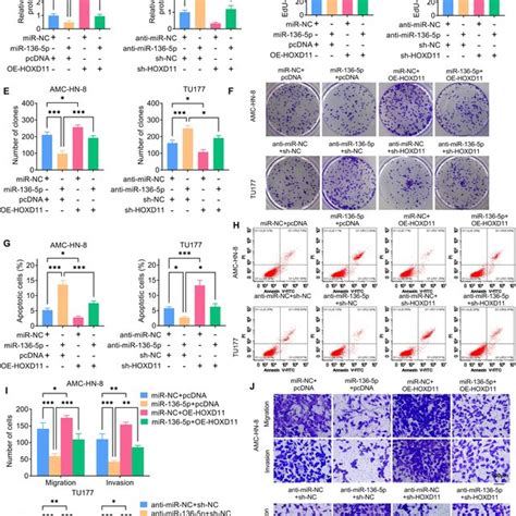 Mir P Suppresses Lscc Cell Growth Migration And Invasion Via