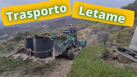 Trasporto Letame Con Motocarriola E Rimorchio Carrello YouTube