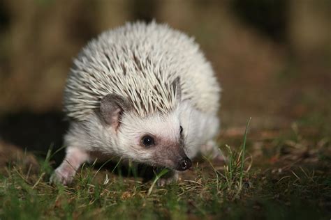 best hedgehog not drinking at home 5
