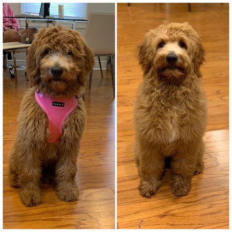 Zoey Our 5 Month F1 Before And After Her First Puppy Trim R