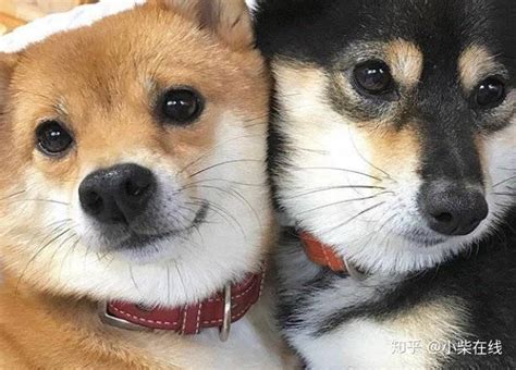 柴犬怎么挑？公母柴犬有何区别？怎么挑选适合自己的柴犬？ 知乎