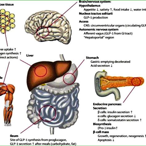 Physiology of GLP-1 secretion and action on GLP-1 receptors in ...