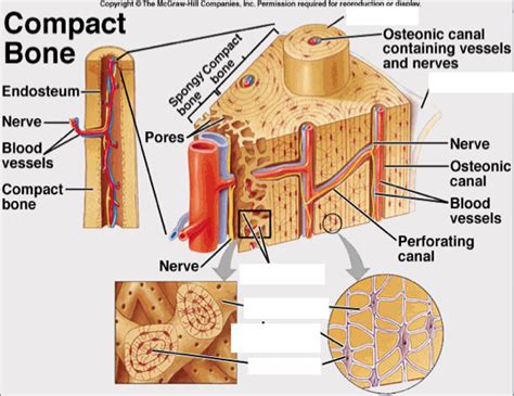 Parts Of Osteon Diagram Quizlet