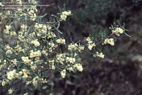 PlantFiles Pictures Pomaderris Species Narrow Leaf Pomaderris