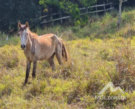 Jb Cavalo Mangalarga Marchador Gado Em Leil O Mgl Leil Es