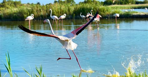 Stratégie Nationale Biodiversité Pressions Sur Le Gouvernement Pour