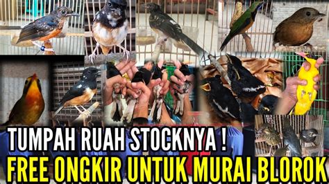 TUMPAH RUAH STOCKNYA FREE ONGKIR MURAI BLOROK RATUSAN STOKNYA