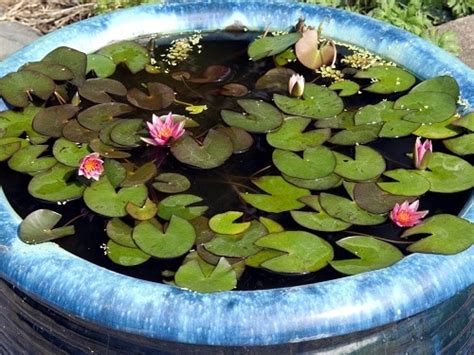 20 Miniature Water Lily Varieties for a Container Water Garden