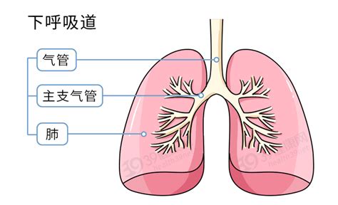 咳出来的痰究竟有多脏？咽回去对身体有害吗？带你一探究竟呼吸道