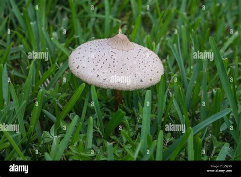 Why Do I Have Mushrooms Growing In My Grass At Olivia Bessie Blog