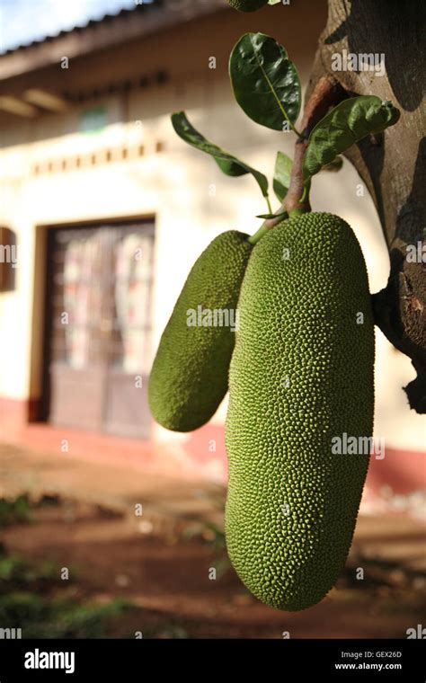 El árbol Del Pan En Un árbol En Burundi Africa Sana Y Rica En Potasio