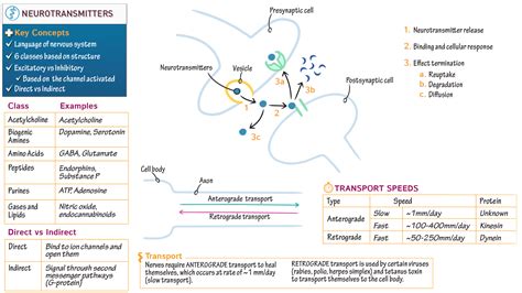 Physiology: Neurotransmitters | Draw It to Know It