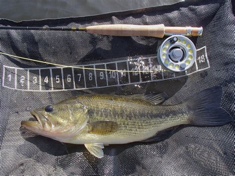 Ultralight Fly Fishing • Small Pond Bass And Bluegill