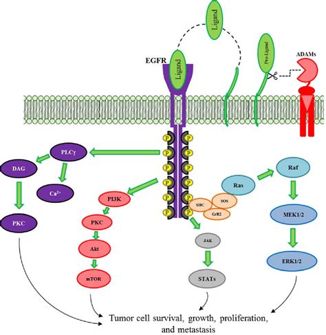 Figure From Regulation Of The Mek Erk Signaling Cascade By Adam