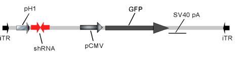 Schematic of shRNA containing vector. | Download Scientific Diagram