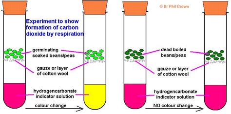 Findings From A Lab Experiment On Cellular Respiration In Germinating Peas