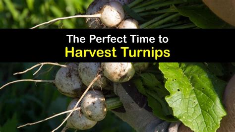 Turnip Harvest Time How And When To Pick Turnips