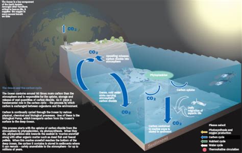 Cycles Marine Coral Sea