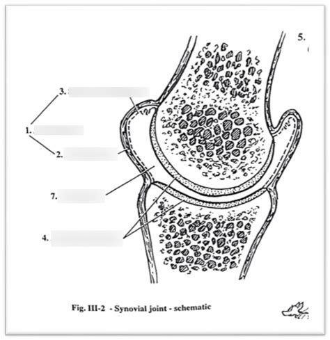 Comparative Veterinary Anatomy Diagram Quizlet