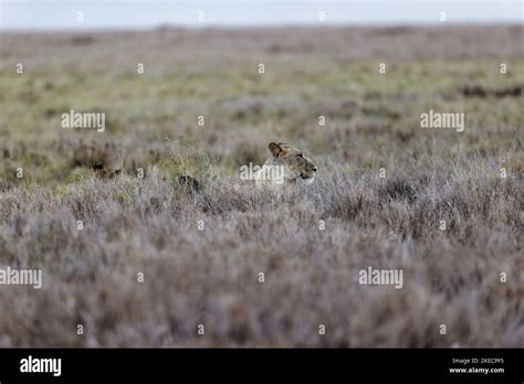 A Female Lion Resting In The Tall Grass In Lewa Conservancy Kenya