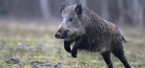 Marquage Des Sangliers PrÉlevÉs À La Chasse Ou En OpÉrations