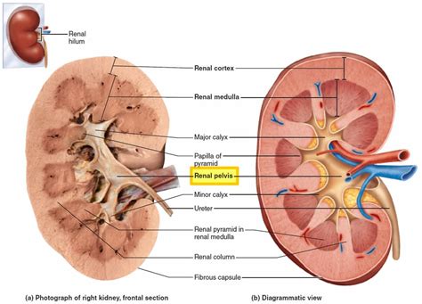 Renal pelvis anatomy, function, blockage, cancer & stone