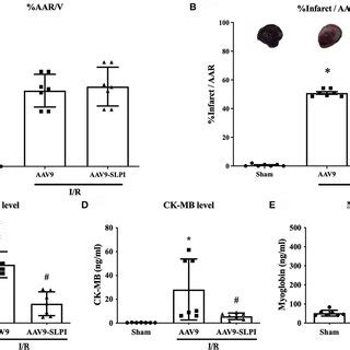 Determination Of Infarct Size A Area At Risk B And Serum Cardiac