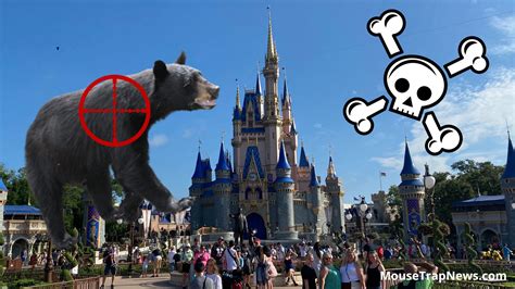 Disney Kills Black Bear Spotted Inside Magic Kingdom