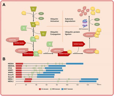 Frontiers The Regulatory Roles Of The E3 Ubiquitin Ligase NEDD4