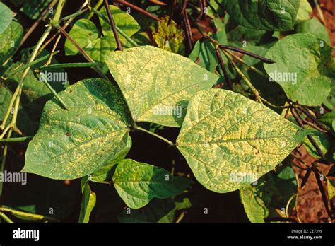 Mosaic Virus High Resolution Stock Photography And Images Alamy