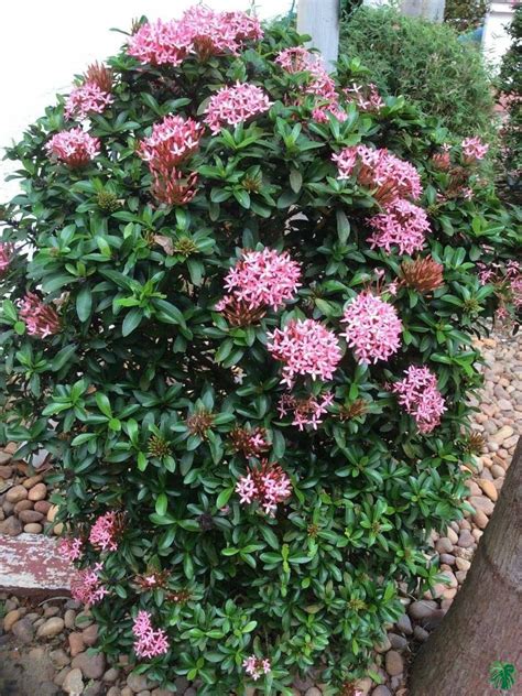 Buy Ixora Dwarf Pink Peppyflora®