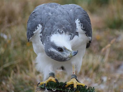 Falcon Bird Of Prey Free Photo On Pixabay Pixabay