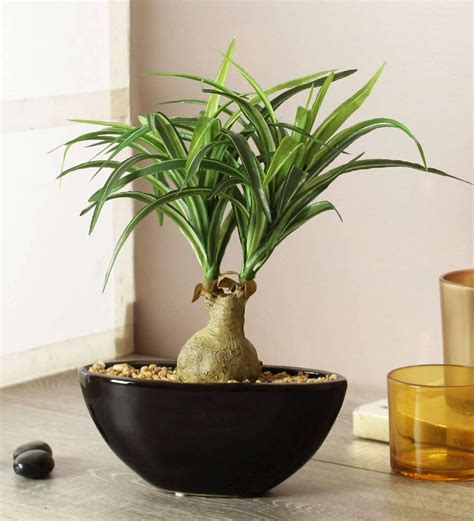 Buy Green White Polyester Natural Looking Nolina Bonsai Artificial