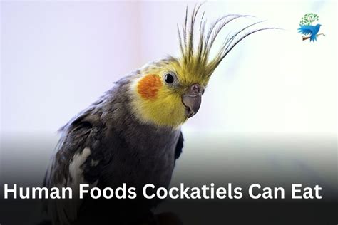 Human Foods Cockatiels Can Eat Diet And Nutrition