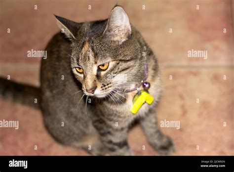 Cat Playing With Alphabet Magnets Stock Photo Alamy