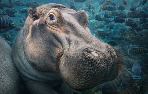 Amazing Photographs of Endangered Species by Tim Flach – Fubiz Media