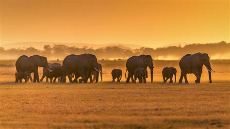 Bing image: World Elephant Day - Bing Wallpaper Gallery