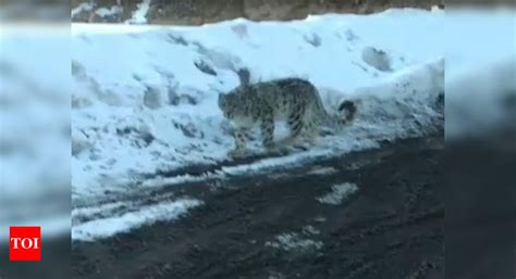 Elusive Snow Leopard Caught On Camera In Himachal Pradesh S Spiti