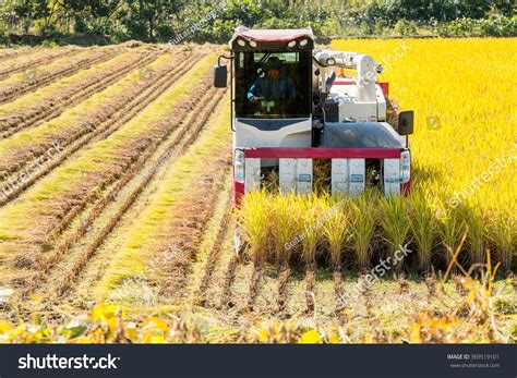 Combine Harvester Rice Field During Harvest Stock Photo 369519101 ...