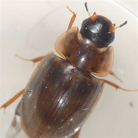 Water Beetle Enochrus Bugguidenet