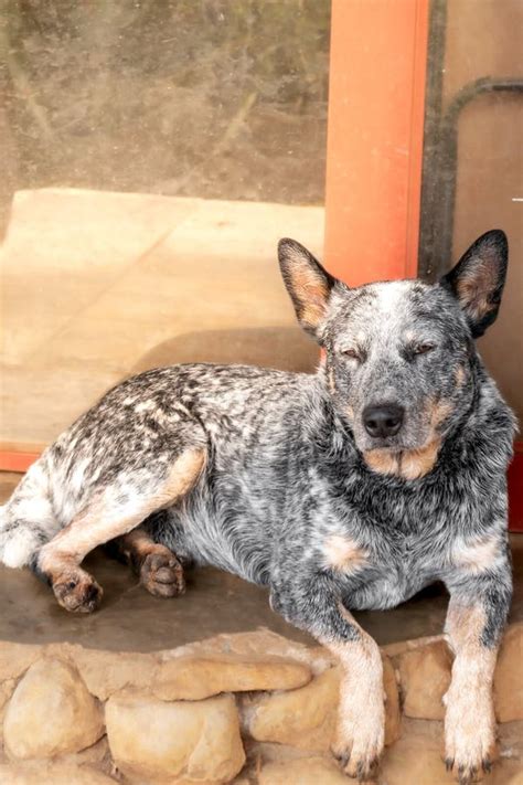 Perro Pastor De Ganado Bovino Australiano En Casa Rural Concepto Pastor