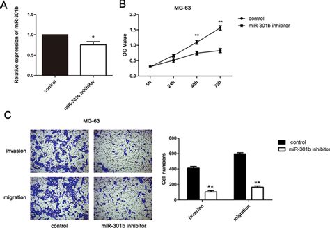 The Inhibition Of Mir B Can Hinder Mg Cell Proliferation