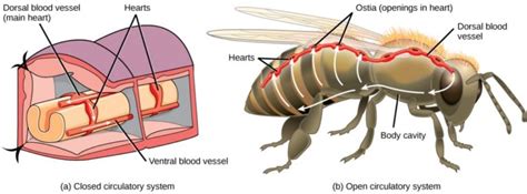 Overview Of The Circulatory System Concepts Of Biology St