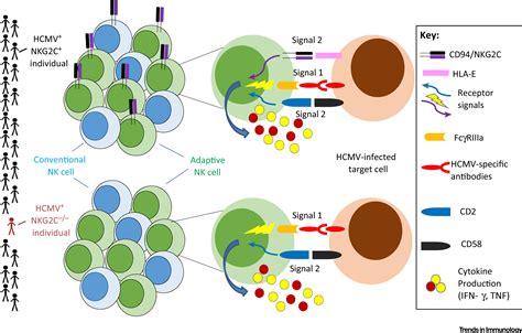 Human Adaptive Natural Killer Cells Beyond Nkg2c Trends In Immunology