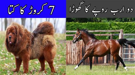 Most 5 Expensive Pets In The World Urdu Hindi YouTube