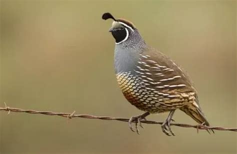 Fun California Quail Facts For Kids Kidadl