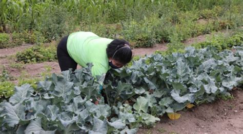 AGRUPAR Proyecto De Agricultura Urbana Participativa UCCI