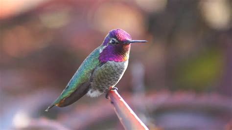 Hummingbird Spring Migration Ellyn Lisbeth